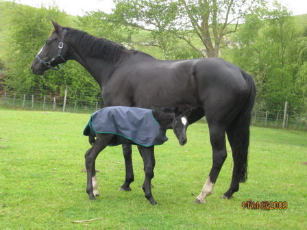 Foaling Your Mare